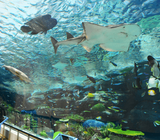 名古屋港水族館